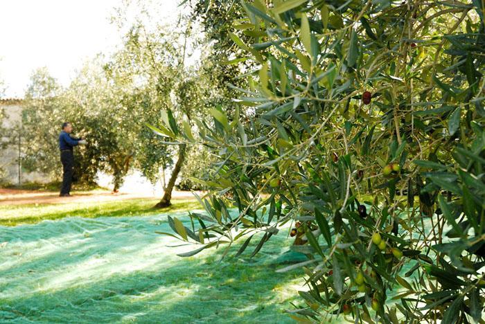 Podere Jana Antico Frantoio Pension Vinci Buitenkant foto